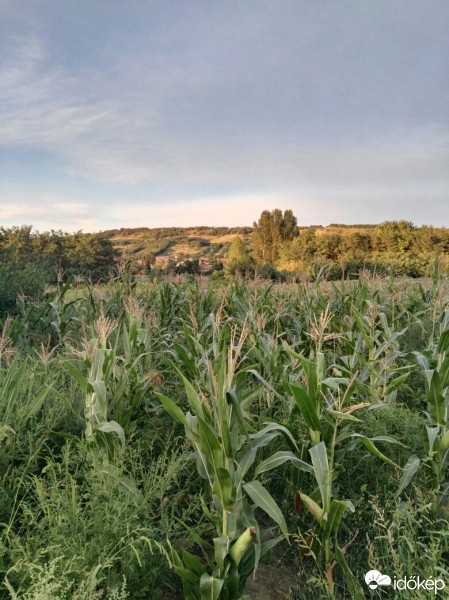 Tényő