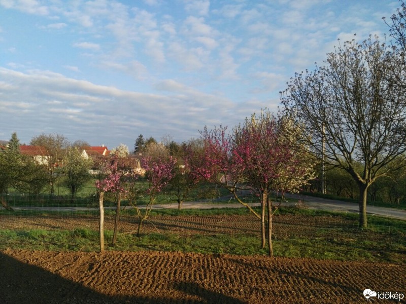 Tényő