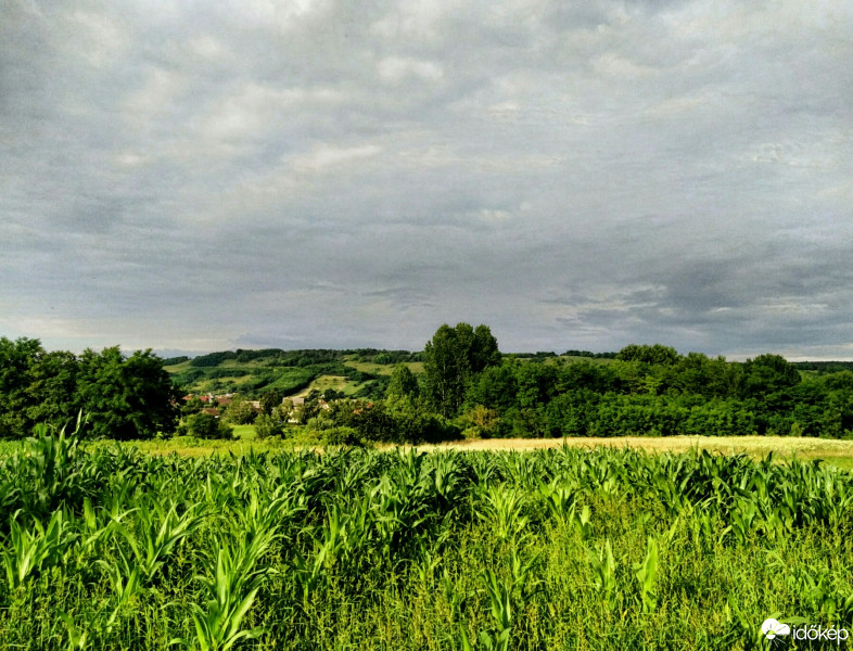 Tényő