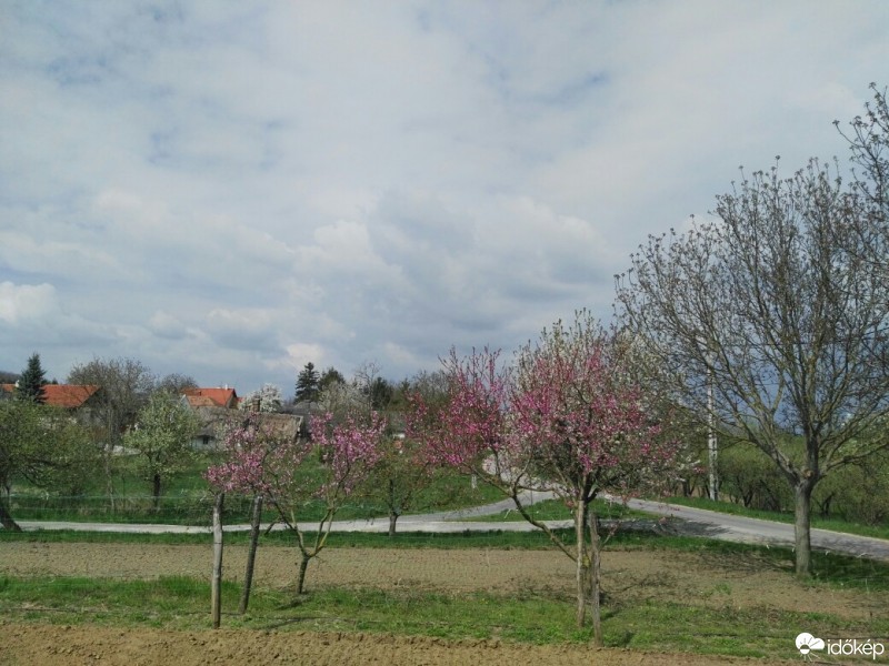 Tényő
