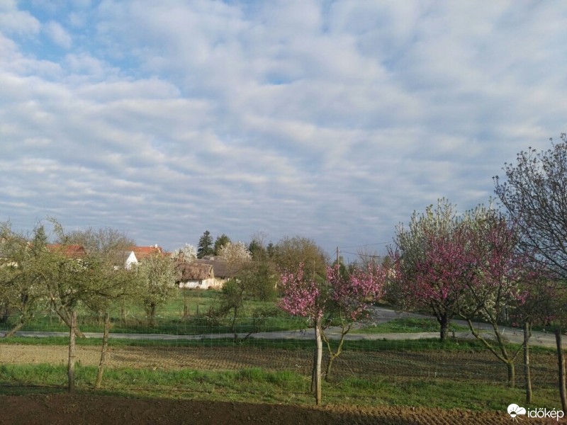 Tényő