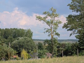 Tényő