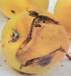 Püspökszilágy