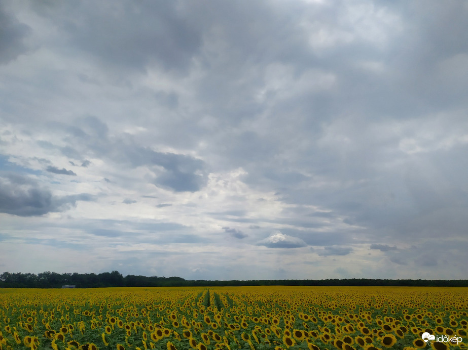 Erdőtelek