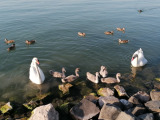 Siófok
