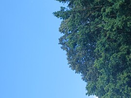 Gyula