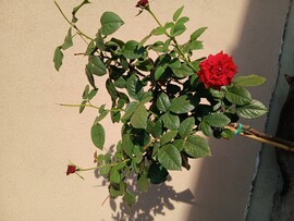 Gyula