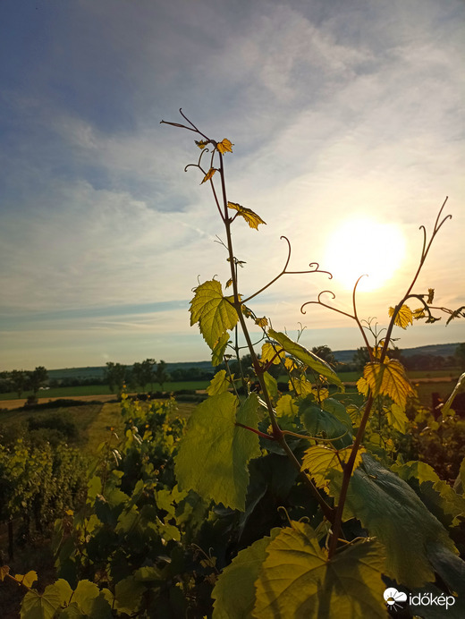 Szőlő