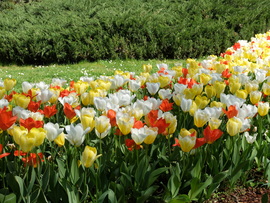 Tulipán virágzás