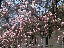 Liliomfa Mátyásföldön