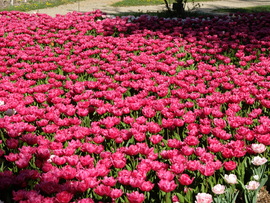 Tulipán virágzás