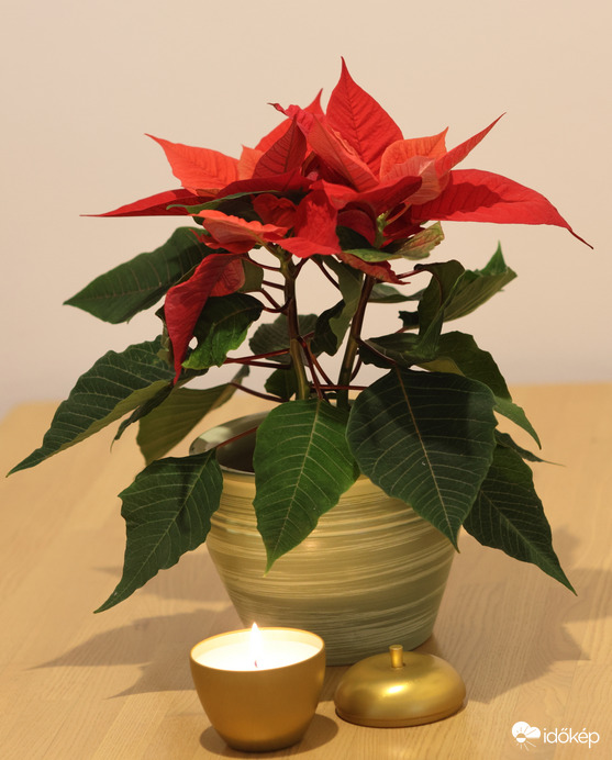 Boldog Karácsonyt kívánok minden fotós barátunknak!