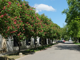 Rózsaszín csodák