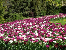 Tulipán virágzás
