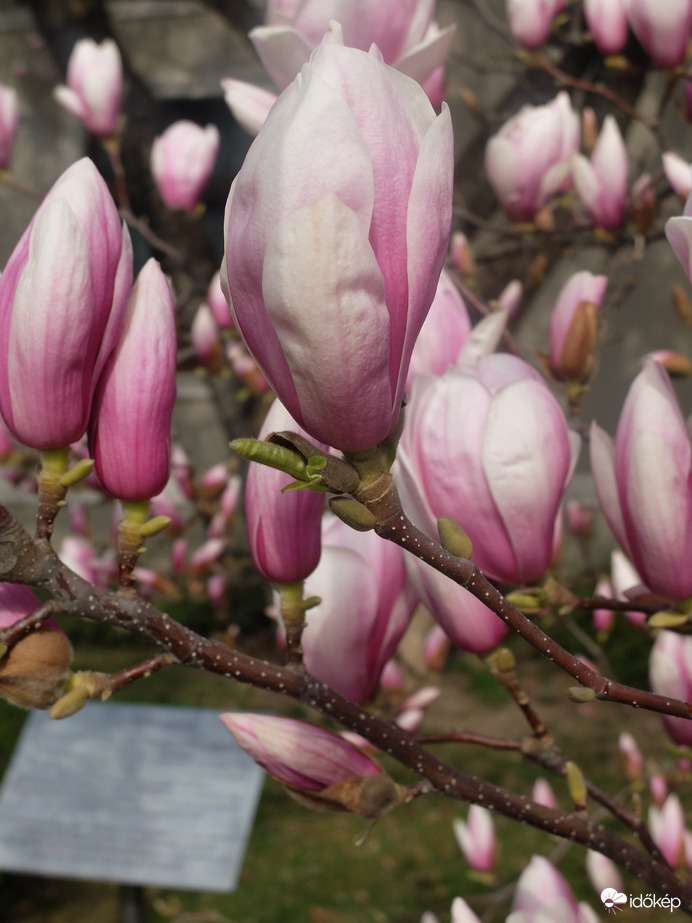 Liliomfa Mátyásföldön