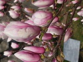 Liliomfa Mátyásföldön