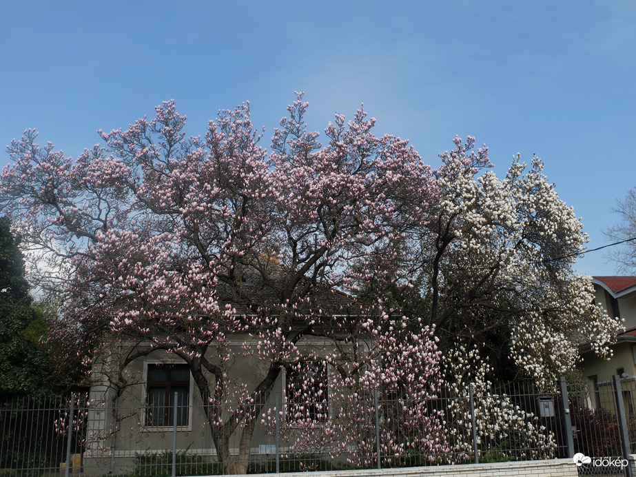 Liliomfa Mátyásföldön