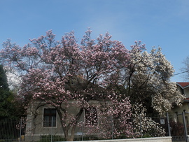 Liliomfa Mátyásföldön