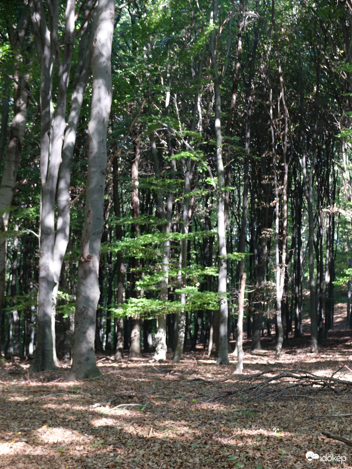 Zalai dombok és erdők