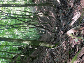 Zalai dombok és erdők