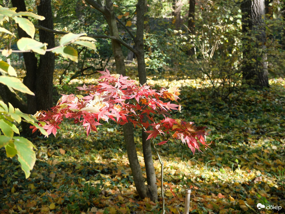 Vácrátót arborétum