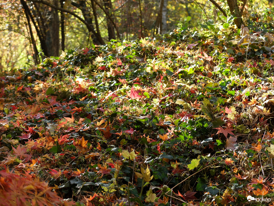 Vácrátót arborétum