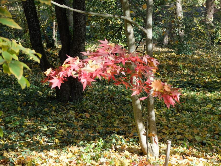 Vácrátót arborétum