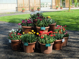 Tulipán virágzás