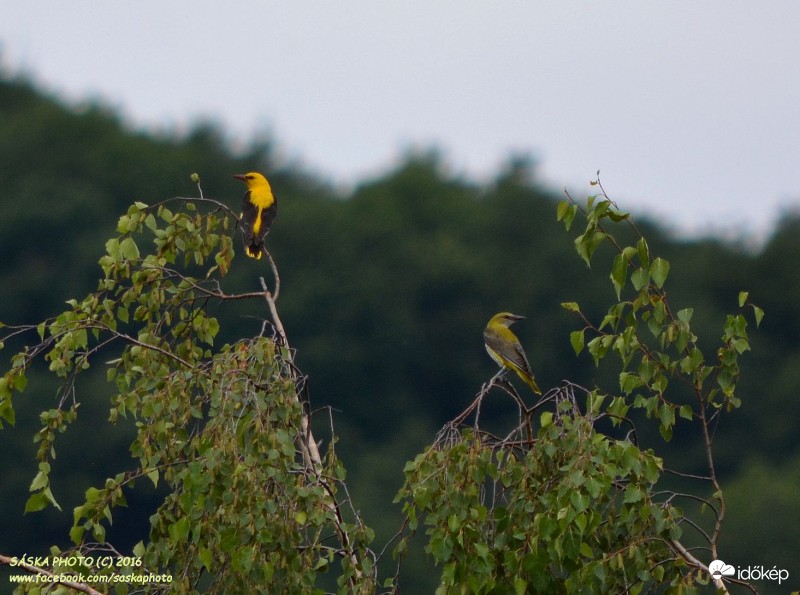 Sárgarigó házaspár