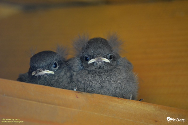 Fiókák kirepüléshez készülnek