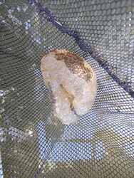 Óriási moha állat kolónia