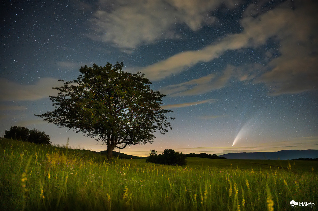 A Neowise üstökös és a vadalmafa