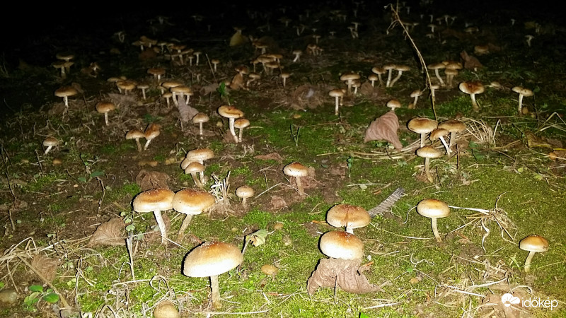 Gomba inváziö 1 A kert egy részét ellepték a gombák. A sötétben csak kis része látszik.