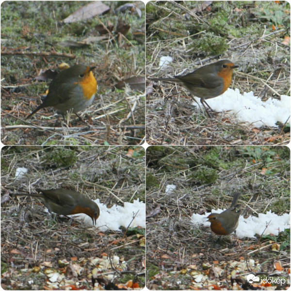Vörösbegyem szereti a rizst!