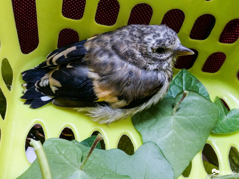 Tengelic fióka - Cica hozta