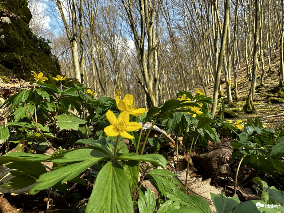 Bogláros szellőrózsa
