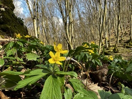 Bogláros szellőrózsa