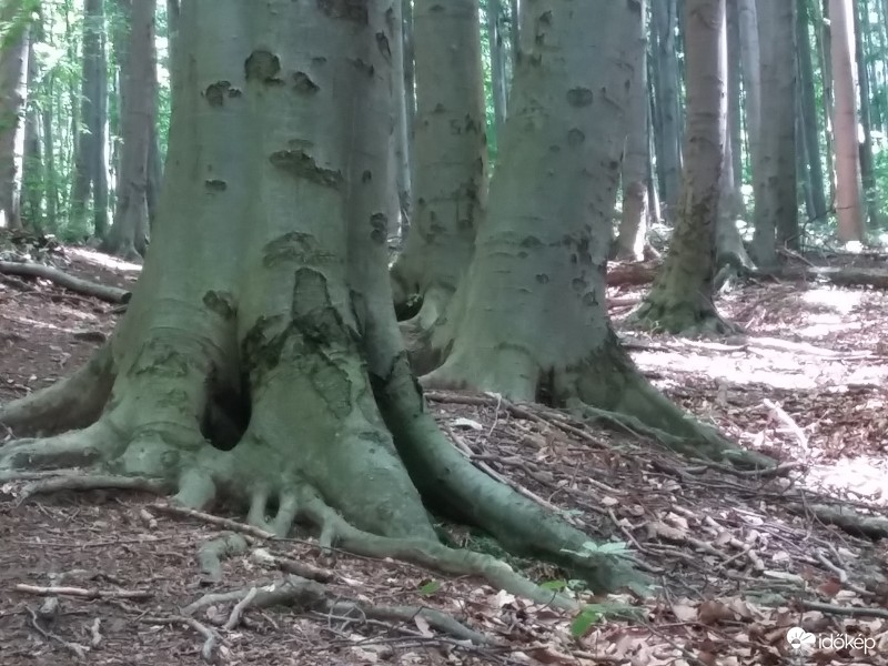 Elefántok a Bükkben :-)