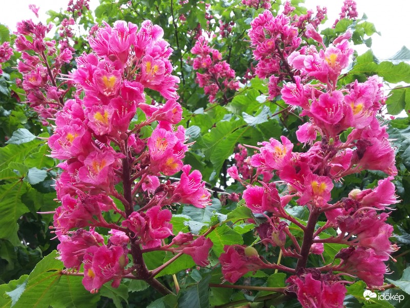 Elpirult a vadgesztenye...