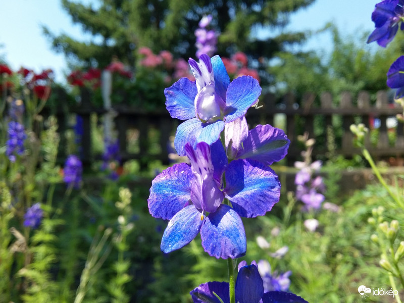 Kékséges szarkaláb