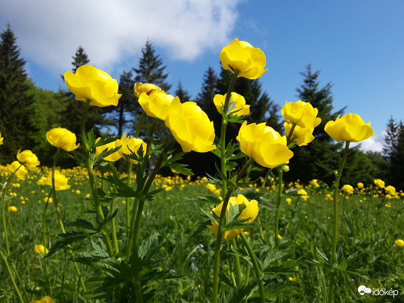 Európai zergevirág