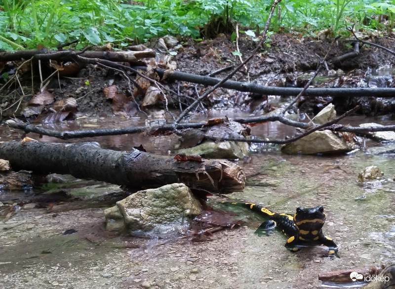 Foltos szalamandra Bükk