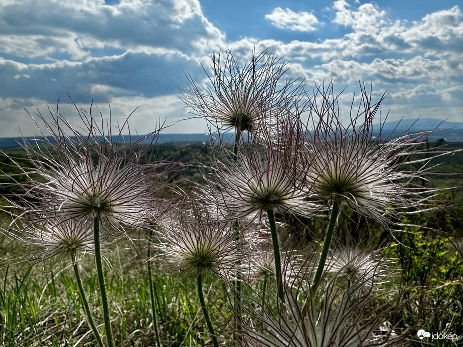 Leánykökörcsinek termése