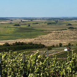 Tokaji borvidék