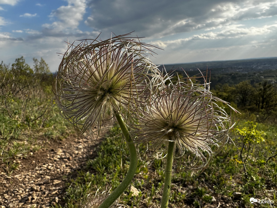 Leánykökörcsin termés