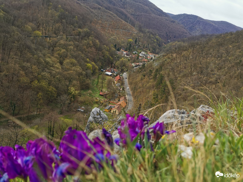 Apró nőszirom Alsóhámor felett