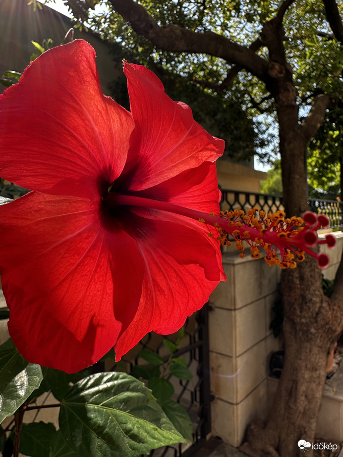 Hibiszkusz