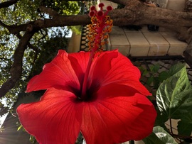 Hibiszkusz