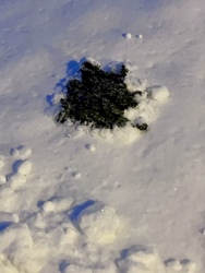 A vakond mínusz 7 fokban sem pihen.