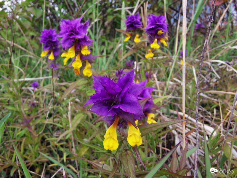 Kék üstökű csormolya